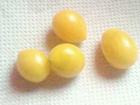 Tomate làgrima de oro cosecha marzo 2011