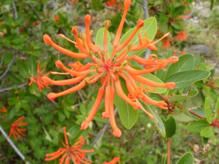 Notro, imàgen tomada en una de mis visitas al glaciar